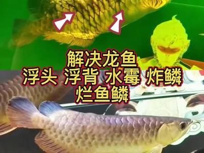 龍魚浮背原因：關于龍魚浮背的原因，主要有以下幾個方面就是龍魚浮背 龍魚浮背原因：關于龍魚浮背的原因，主要有以下幾個方面就是龍魚浮背 龍魚百科 第3張