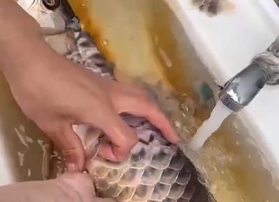 金龍魚吃不下怎么辦：金龍魚不吃東西怎么辦?金龍魚不吃食怎么回事 金龍魚吃不下怎么辦：金龍魚不吃東西怎么辦?金龍魚不吃食怎么回事 龍魚百科 第2張