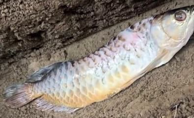金龍魚吃不下怎么辦：金龍魚不吃東西怎么辦?金龍魚不吃食怎么回事 金龍魚吃不下怎么辦：金龍魚不吃東西怎么辦?金龍魚不吃食怎么回事 龍魚百科 第1張