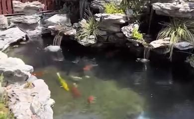 金龍魚吃不下怎么辦：金龍魚不吃東西怎么辦?金龍魚不吃食怎么回事 金龍魚吃不下怎么辦：金龍魚不吃東西怎么辦?金龍魚不吃食怎么回事 龍魚百科 第3張