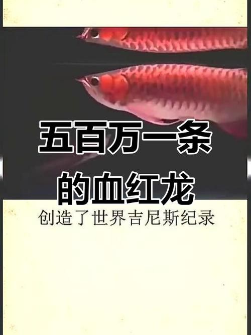 紅龍魚體型有幾種圖片