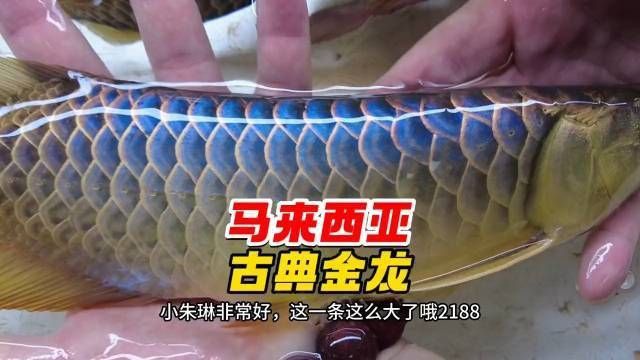 過背金龍魚的品種鑒別方法 過背金龍魚的品種鑒別方法 龍魚百科 第8張