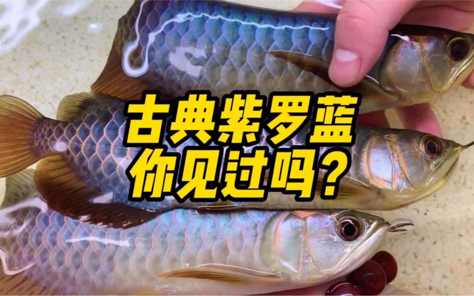 過背金龍魚的品種鑒別方法 過背金龍魚的品種鑒別方法 龍魚百科 第7張