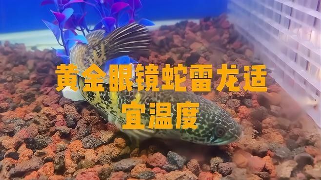 雷龍魚溫度33度會熱死嗎