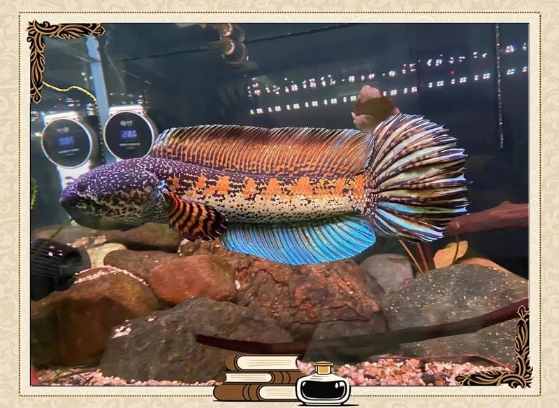 雷龍魚溫度33度會熱死嗎
