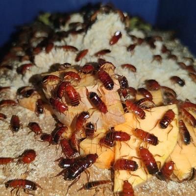 金龍魚吃啥食物 龍魚百科 第7張 金龍魚吃啥食物 金龍魚吃啥食物 龍魚百科 第7張