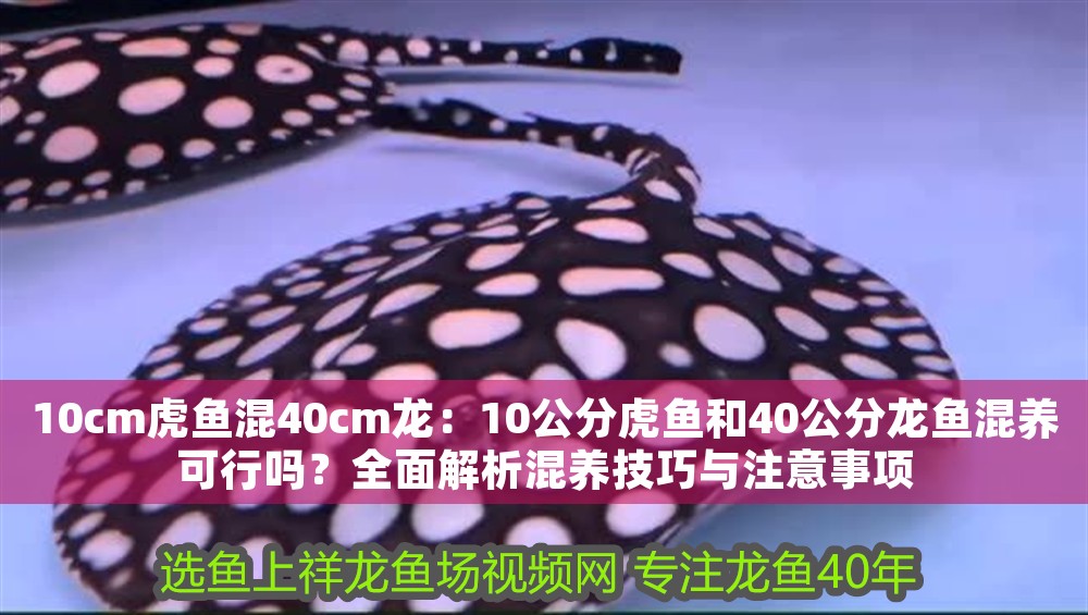 10cm虎魚混40cm龍:10公分虎魚和40公分龍魚混養可行嗎?全面解析混養技巧與注意事項