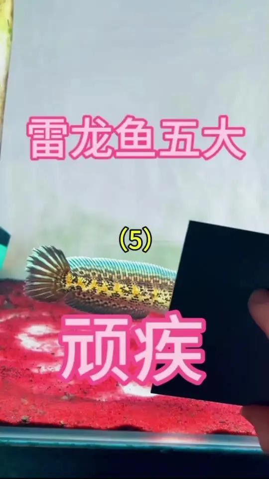 如何挑選恢復能力強的雷龍魚？ 如何挑選恢復能力強的雷龍魚？ 龍魚百科 第14張