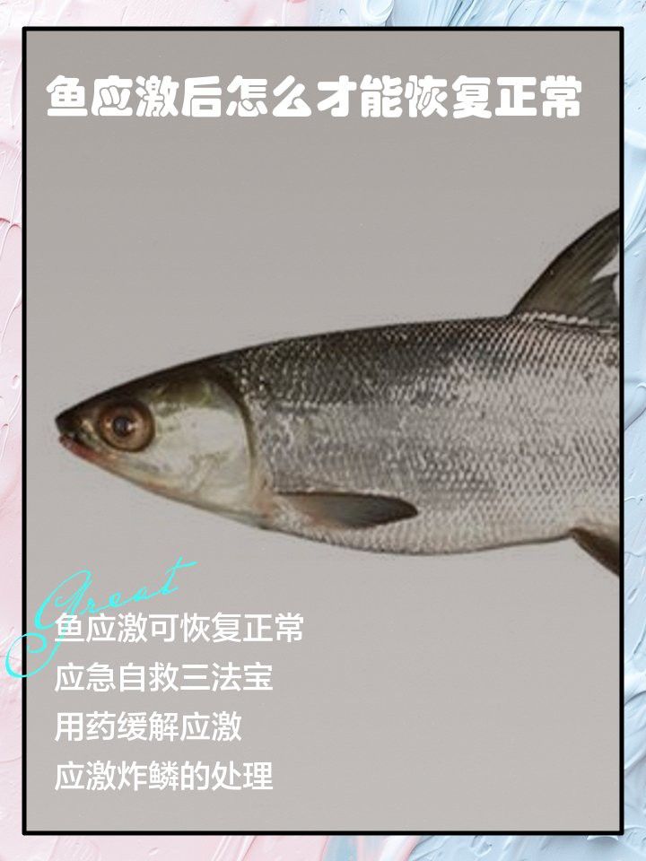 如何挑選恢復能力強的雷龍魚？ 如何挑選恢復能力強的雷龍魚？ 龍魚百科 第15張