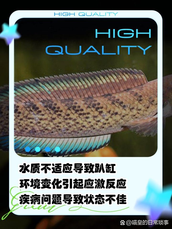 彩虹雷龍趴缸期間需要換水嗎？