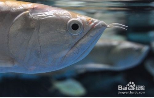 什么樣的銀龍魚最好（如何挑選一只好的銀龍魚） 什么樣的銀龍魚最好（如何挑選一只好的銀龍魚） 龍魚百科 第2張