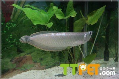 什么樣的銀龍魚最好（如何挑選一只好的銀龍魚） 什么樣的銀龍魚最好（如何挑選一只好的銀龍魚） 龍魚百科 第1張