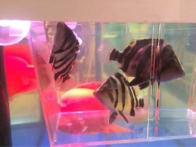 最漂亮的紅龍魚排名榜：最漂亮的紅龍魚品其特點(diǎn)