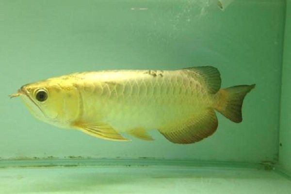 白子過背金龍魚好養(yǎng)嗎