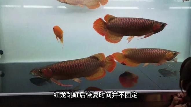 招財魚能和紅龍魚混養嗎圖片視頻大全 招財魚能和紅龍魚混養嗎圖片視頻大全 龍魚百科 第8張