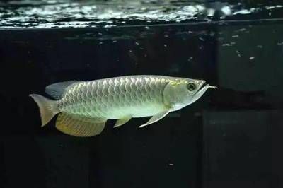 龍魚珠鱗掉了能恢復嘛：龍魚珠鱗掉了可以恢復的時間和效果可能會有所差異