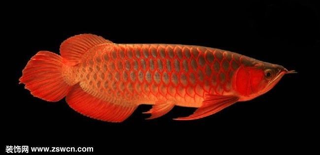 25公分辣椒紅龍魚價格：25公分辣椒紅龍魚價格波動趨勢如何辨別優質辣椒紅龍魚 25公分辣椒紅龍魚價格：25公分辣椒紅龍魚價格波動趨勢如何辨別優質辣椒紅龍魚 龍魚百科 第1張