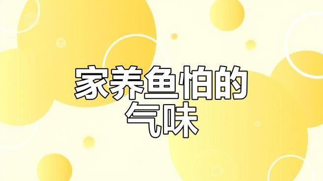 銀龍魚怕什么氣味