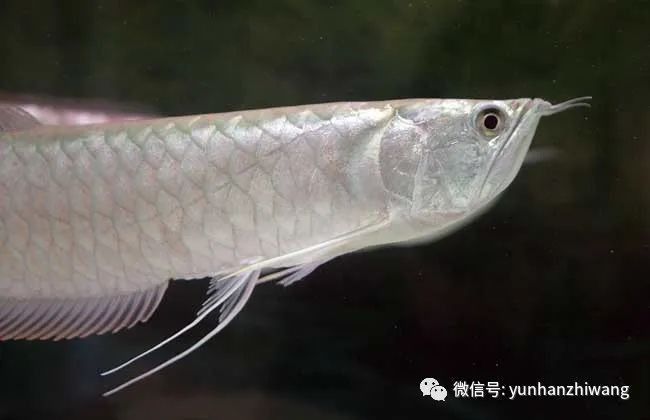 金龍魚和銀龍魚哪個壽命更長？