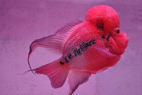 金龍魚和銀龍魚哪個壽命更長？