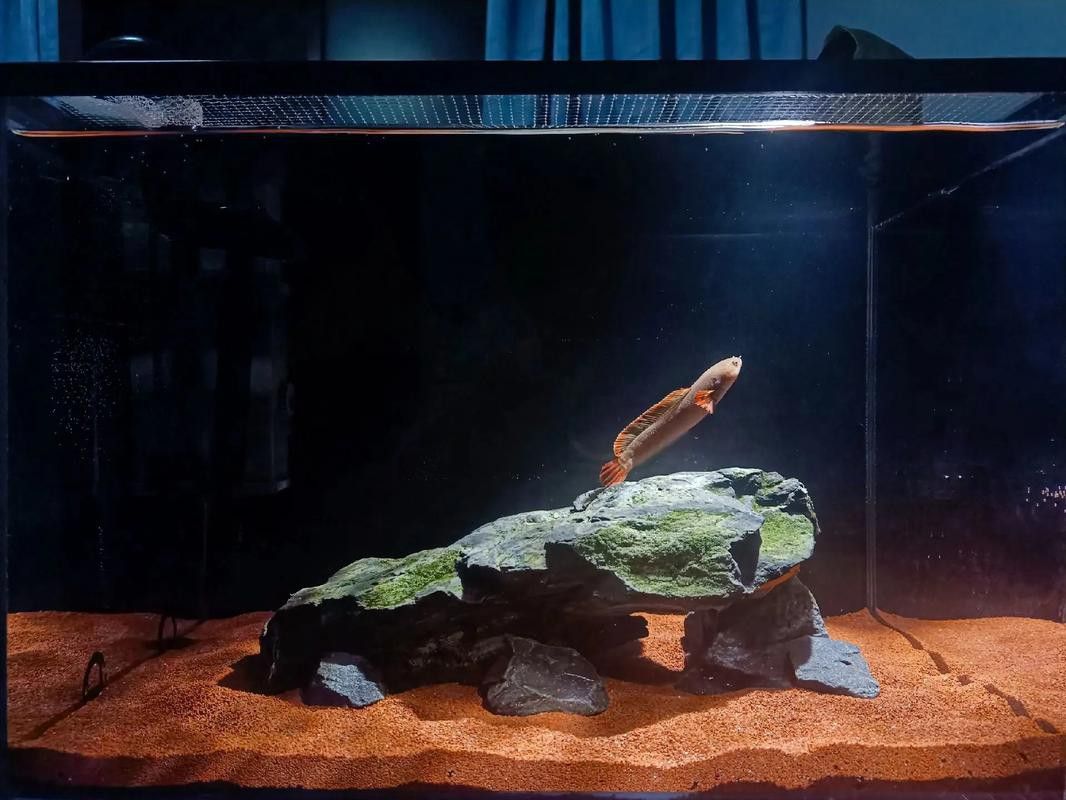 招財魚可以和雷龍魚混養嗎圖片欣賞