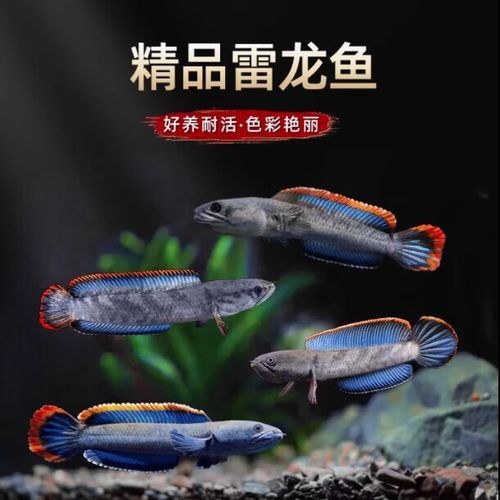 招財魚可以和雷龍魚混養嗎圖片欣賞