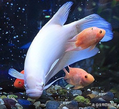 招財魚可以和雷龍魚混養嗎圖片欣賞