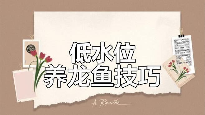 低水位養龍魚需要多大的魚缸？ 低水位養龍魚需要多大的魚缸？ 龍魚百科 第2張