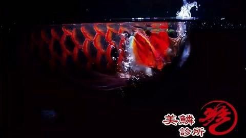 低水位養龍魚需要多大的魚缸？ 低水位養龍魚需要多大的魚缸？ 龍魚百科 第4張