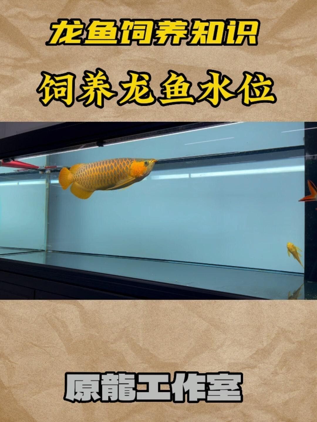 低水位養龍魚需要多大的魚缸？ 低水位養龍魚需要多大的魚缸？ 龍魚百科 第3張