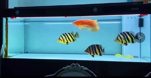 低水位養龍魚需要多大的魚缸？ 低水位養龍魚需要多大的魚缸？ 龍魚百科 第7張