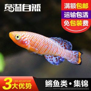 養小金龍魚要注意什么細節：養小金龍魚時需要注意什么細節