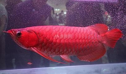 紅龍魚是不是風水魚，紅龍魚在風水學中有什么作用？