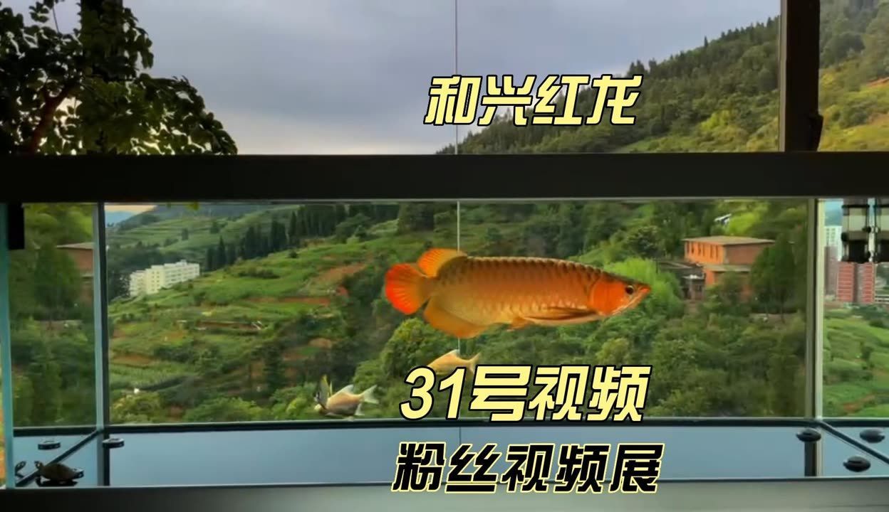 和興龍魚有多少個品牌（和興龍魚品牌發展歷程）