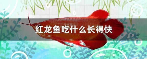 紅龍魚(yú)喂活食好嗎怎么喂（如何自制紅龍魚(yú)活食,紅龍魚(yú)活食與飼料搭配） 紅龍魚(yú)喂活食好嗎怎么喂（如何自制紅龍魚(yú)活食,紅龍魚(yú)活食與飼料搭配） 龍魚(yú)百科 第3張