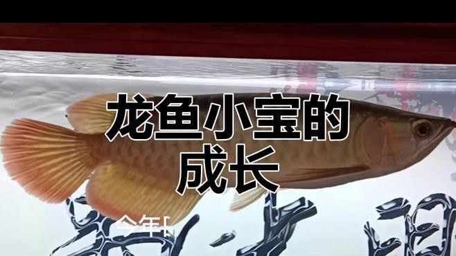銀龍魚長大后圖片欣賞