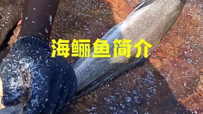鱺魚