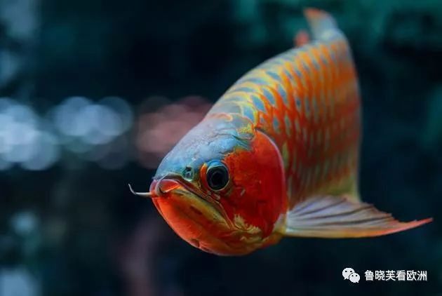 在印尼買(mǎi)龍魚(yú)便宜嗎多少錢(qián)一條