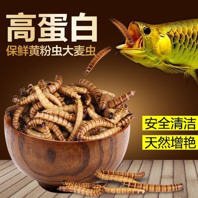 龍魚是否能吃大麥蟲的食物，為什么不能吃大麥蟲的食物：龍魚為什么不能吃大麥蟲的東西？ 龍魚是否能吃大麥蟲的食物，為什么不能吃大麥蟲的食物：龍魚為什么不能吃大麥蟲的東西？ 龍魚百科 第3張