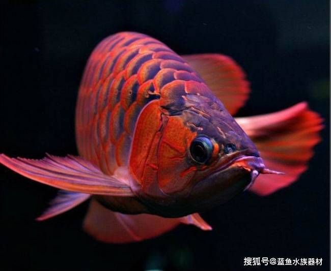 橙色紅龍魚：橙紅龍魚飼養(yǎng)注意事項(xiàng), 橙色紅龍魚：橙紅龍魚飼養(yǎng)注意事項(xiàng), 龍魚百科 第2張