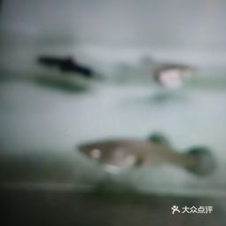 西寧龍魚在哪買好 西寧龍魚在哪買好 龍魚百科 第2張