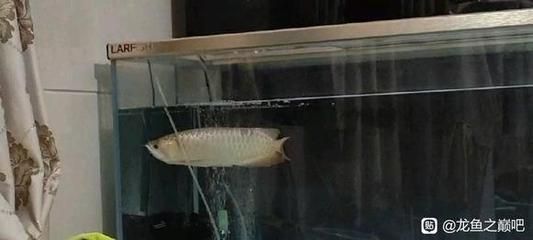 龍魚每次換水加多少硝化細菌（關于龍魚每次換水時應添加多少硝化細菌）