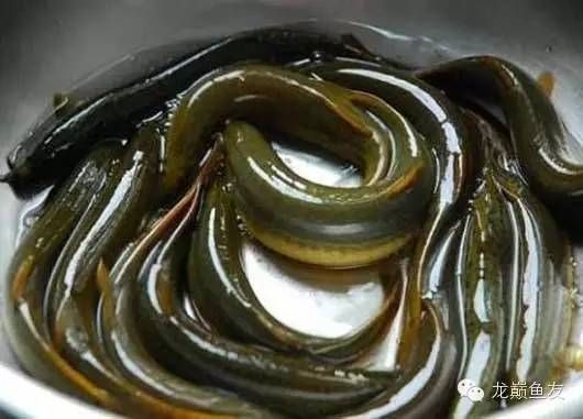 金龍魚怎么慢養：金龍魚怎么慢養金龍魚慢養方法