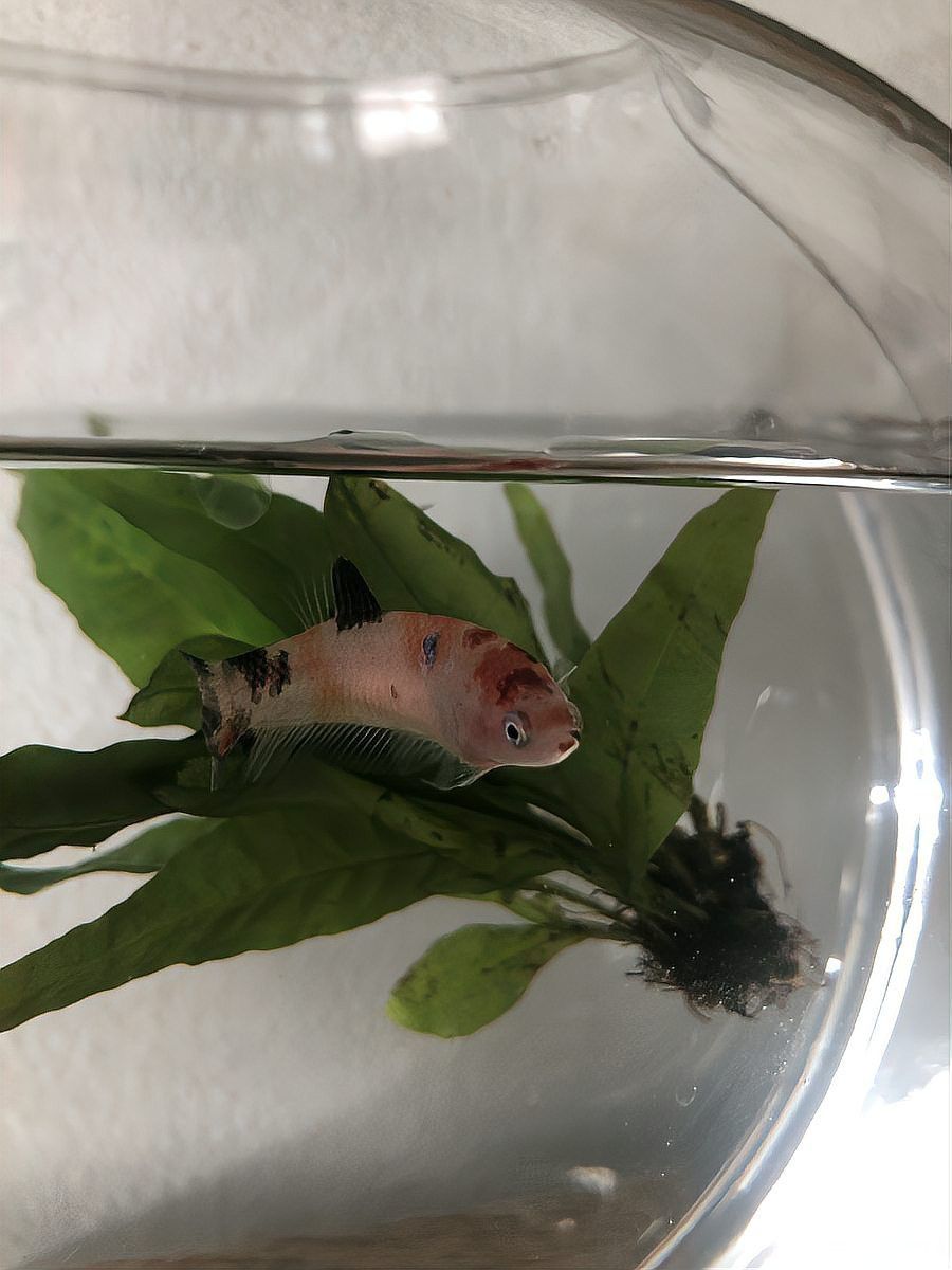 新入缸的龍魚趴缸正常嗎 新入缸的龍魚趴缸正常嗎 龍魚百科 第10張