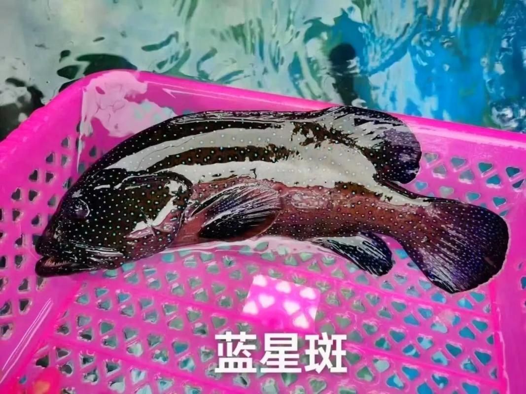 藍星石斑魚圖片