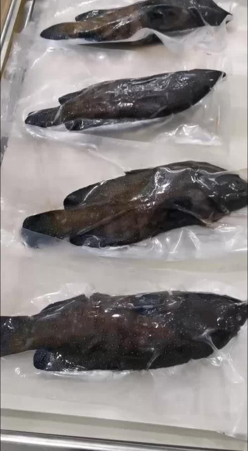 藍星石斑魚圖片