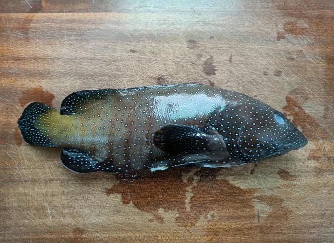 藍星石斑魚圖片