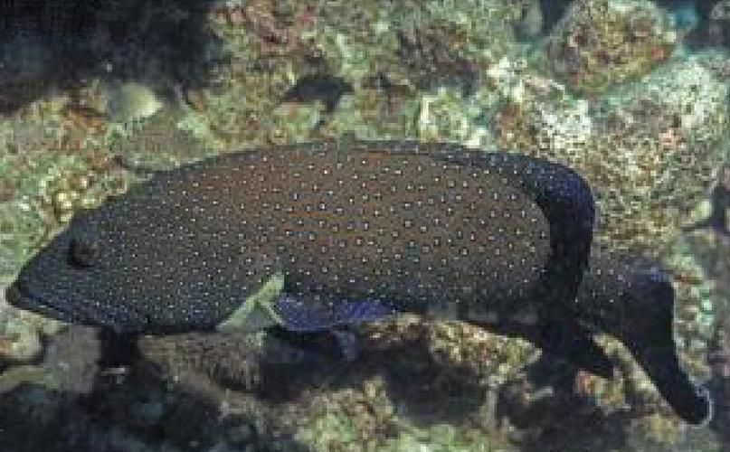 藍星石斑魚圖片