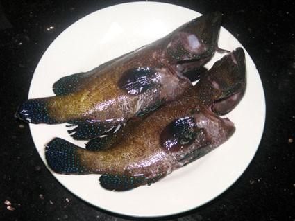 藍星石斑魚圖片