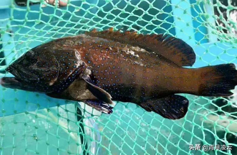 藍星石斑魚圖片